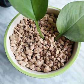 NOHOBE soil amendment with diatomite rocks supporting healthy succulent roots