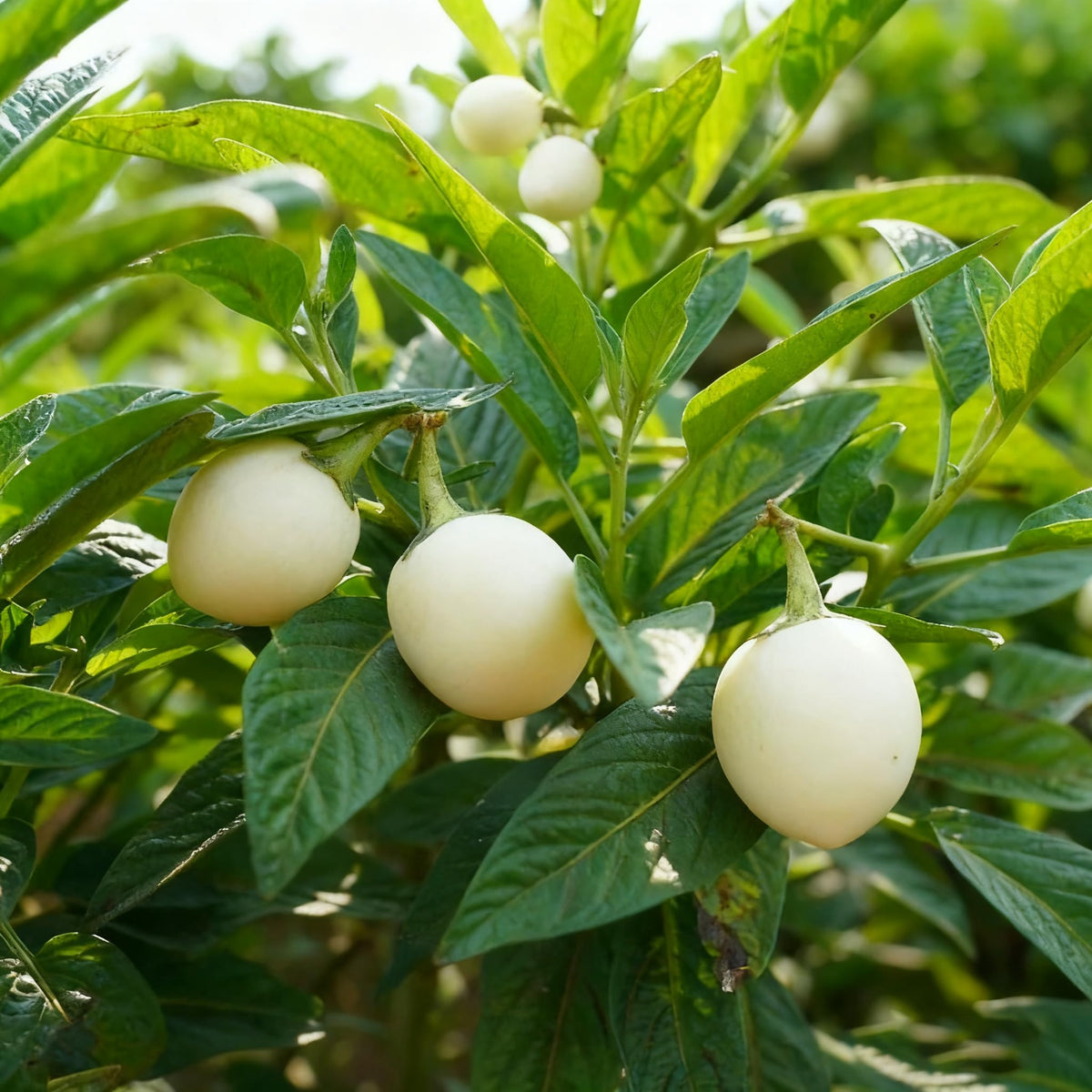 Non-GMO heirloom pepino seeds, perennial option for warm climates.