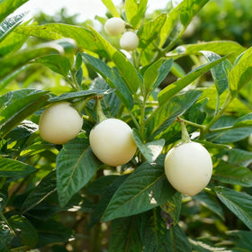 Non-GMO heirloom pepino seeds, perennial option for warm climates.
