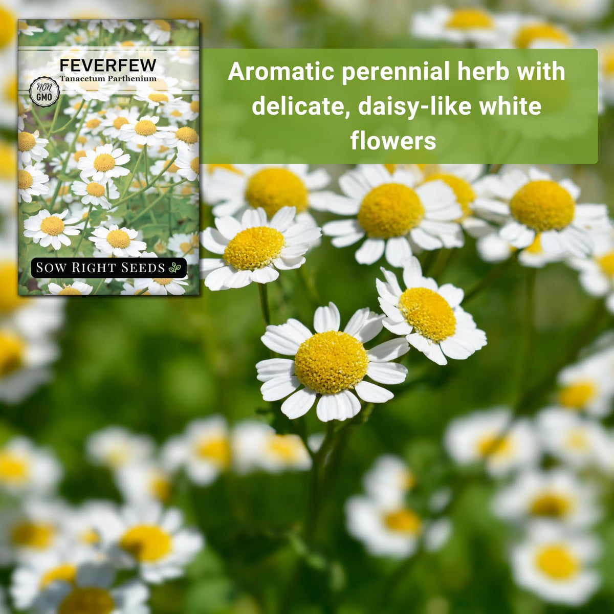 Non-GMO heirloom feverfew seeds packaging emphasizes sustainable gardening