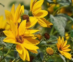 NooElec Seeds India Maximilian seed packet back with growing tips.