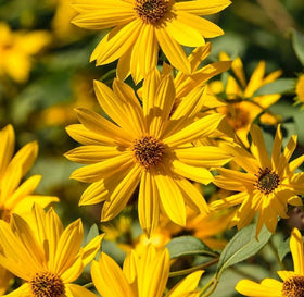 NooElec Seeds India Maximilian sunflower packet front with easy planting instructions.