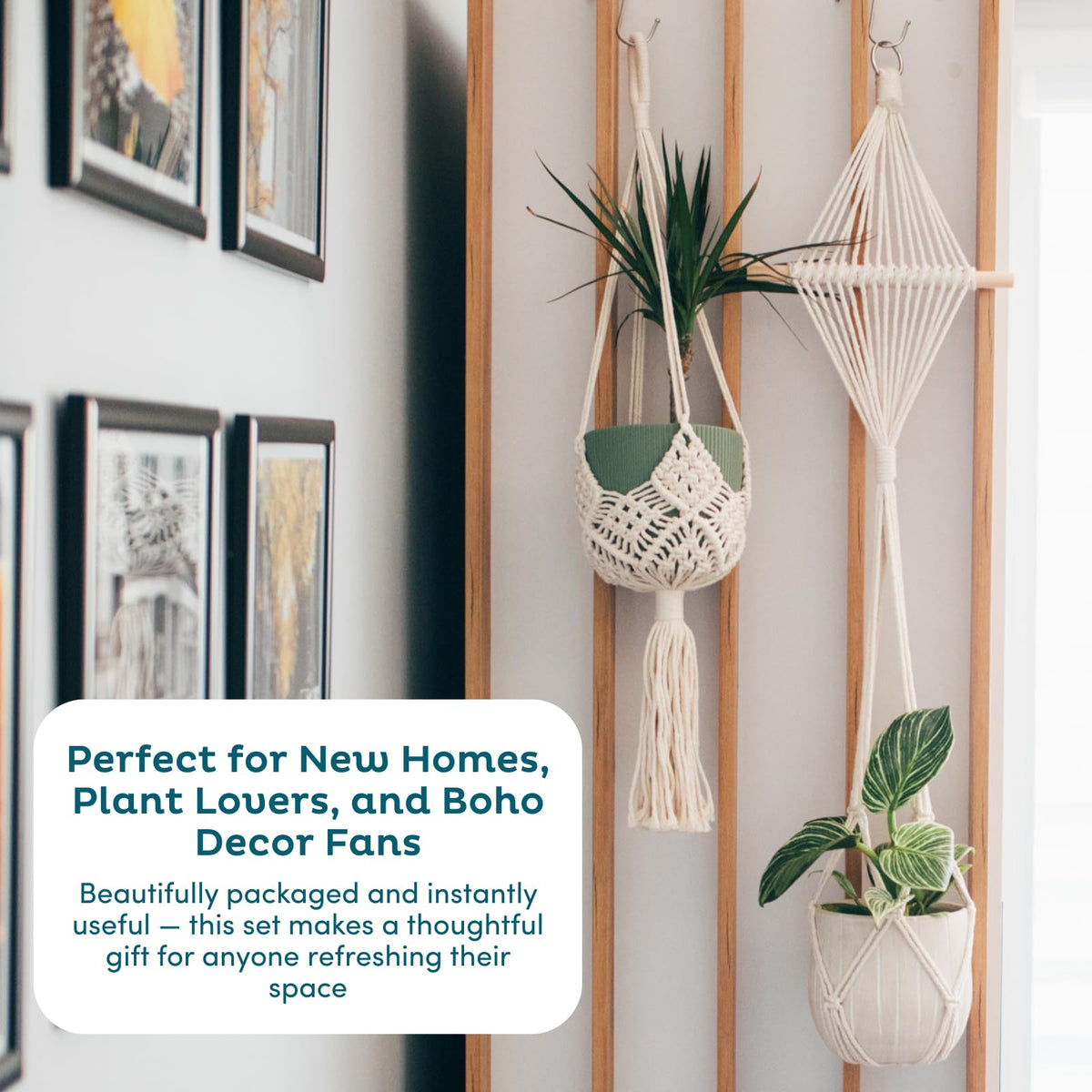 Nook Theory display with varying pot sizes creates depth.