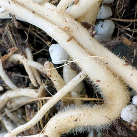 Noot Potting Soil Mix improves airflow and drainage for healthy roots.