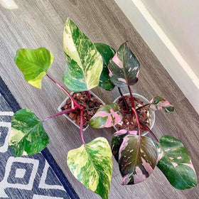 Noot Potting Soil Mix simplifies care with balanced nutrients and pH.