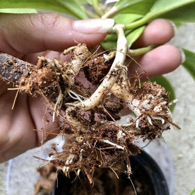 Noot Potting Soil Mix offers fast drainage to prevent waterlogging.