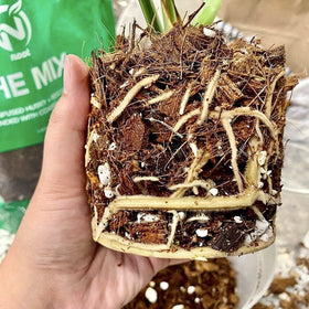 Noot Potting Soil Mix contains microbial bio-organic communities for vitality.