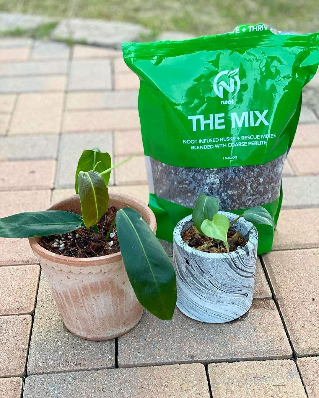Noot Potting Soil Mix promotes rapid root growth across indoor plants.