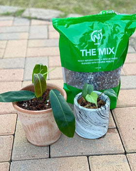 Noot Potting Soil Mix promotes rapid root growth across indoor plants.