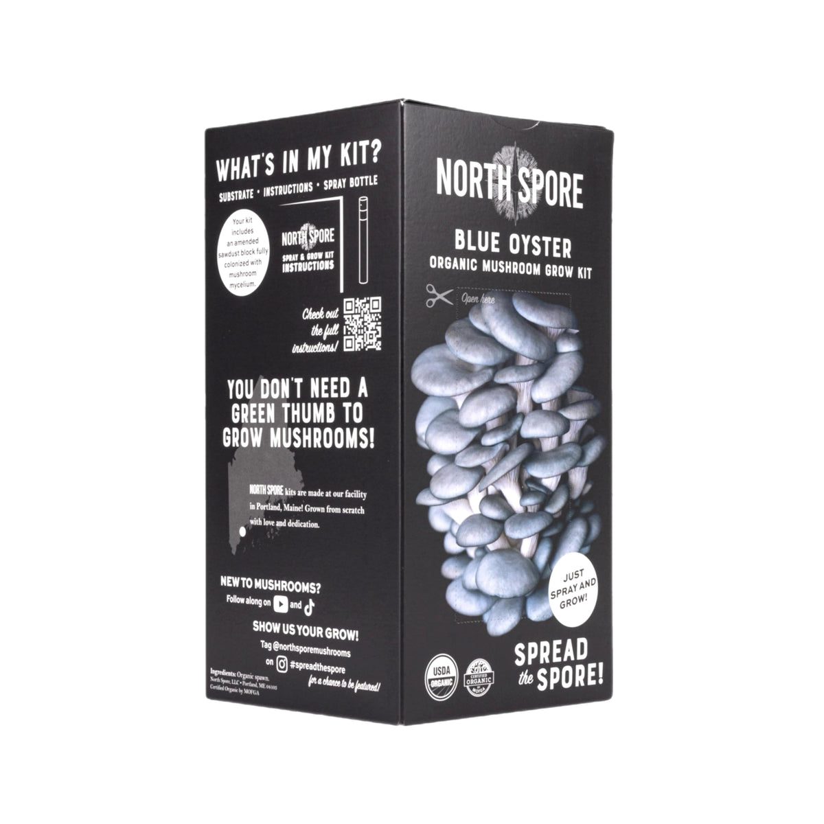Harvest-ready blue oyster mushrooms from the North Spore kit
