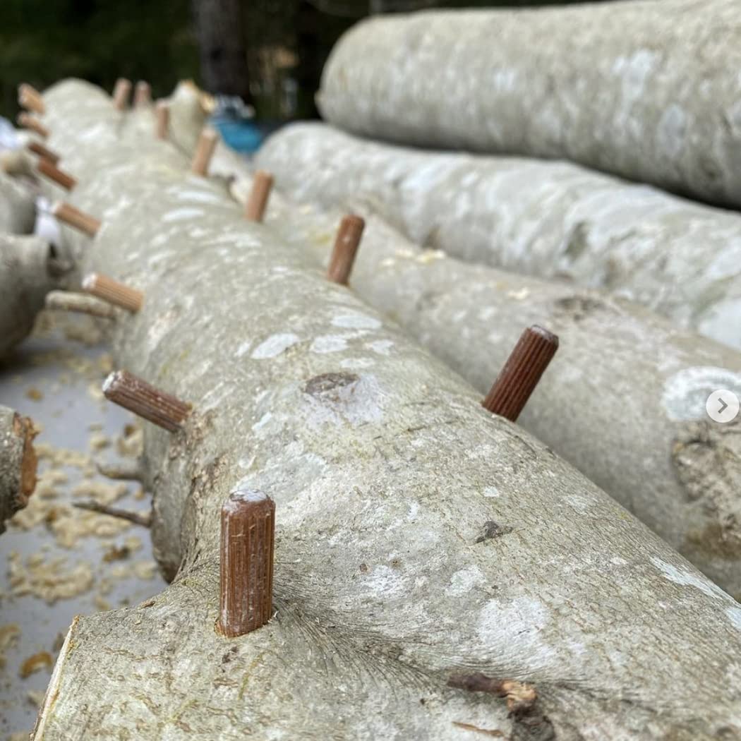Chestnut mushrooms on logs grown with North Spore plugs for a rich, nutty result.