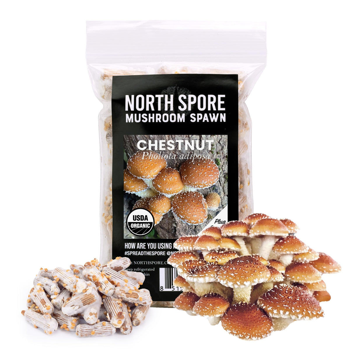 North Spore chestnut plug spawn for log inoculation, ideal for small projects.
