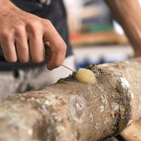 North Spore plug installation using hammer and wax supplies.