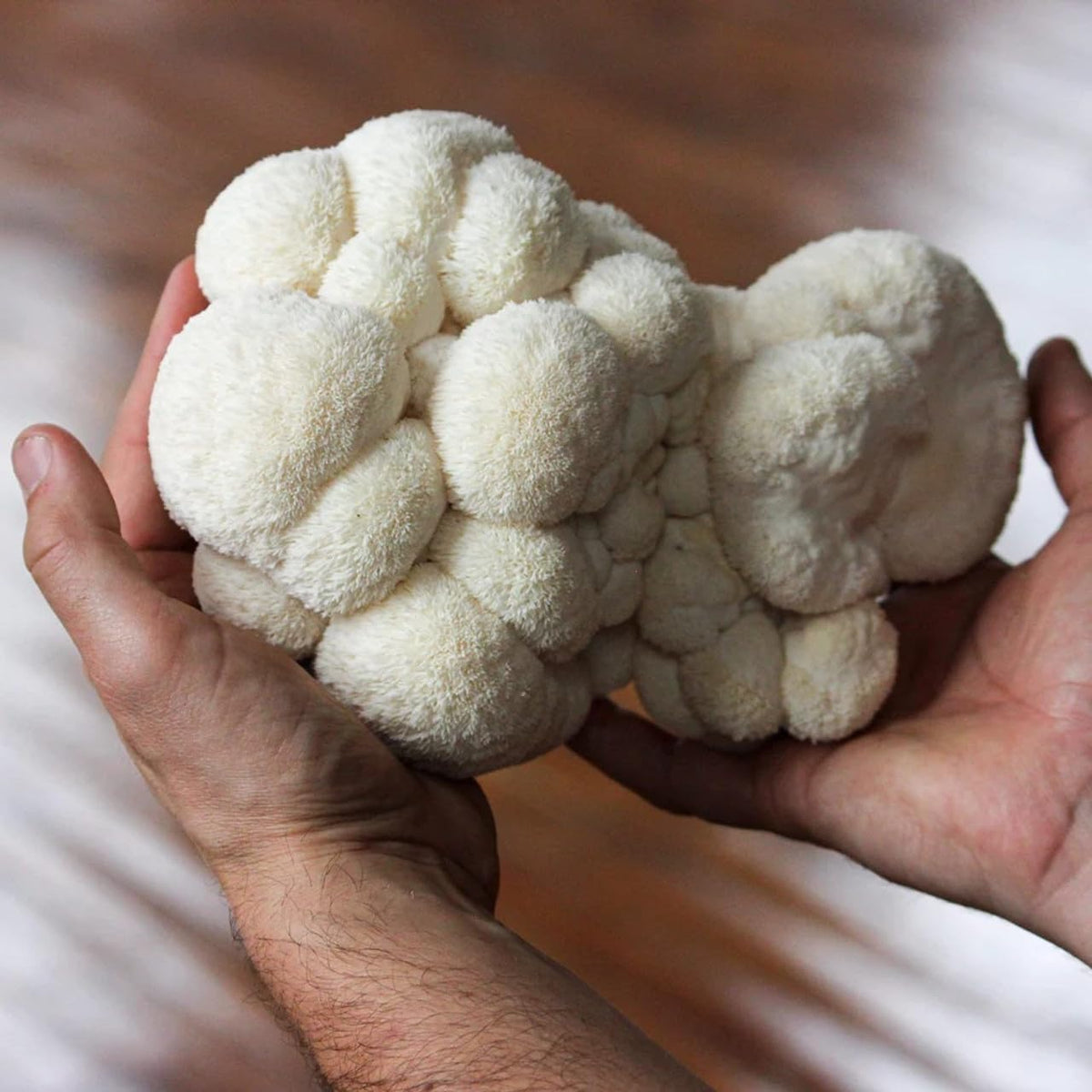 North Spore Lions Mane grow kit assembly demonstrates ready-to-use setup