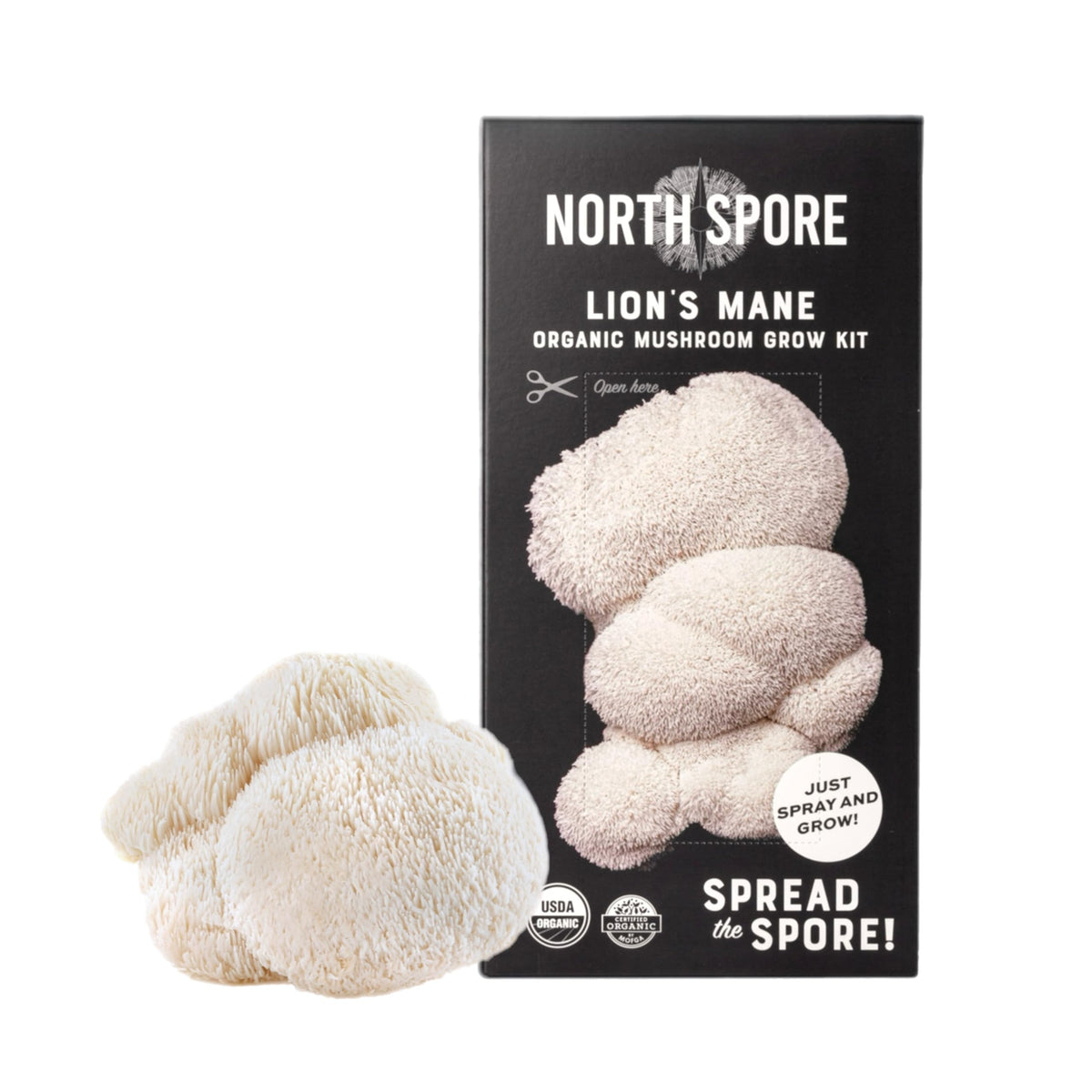 North Spore Lions Mane harvest-ready clusters showcase first flush potential