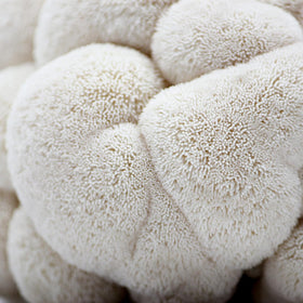 North Spore Lions Mane spray bottle close-up facilitates simple misting