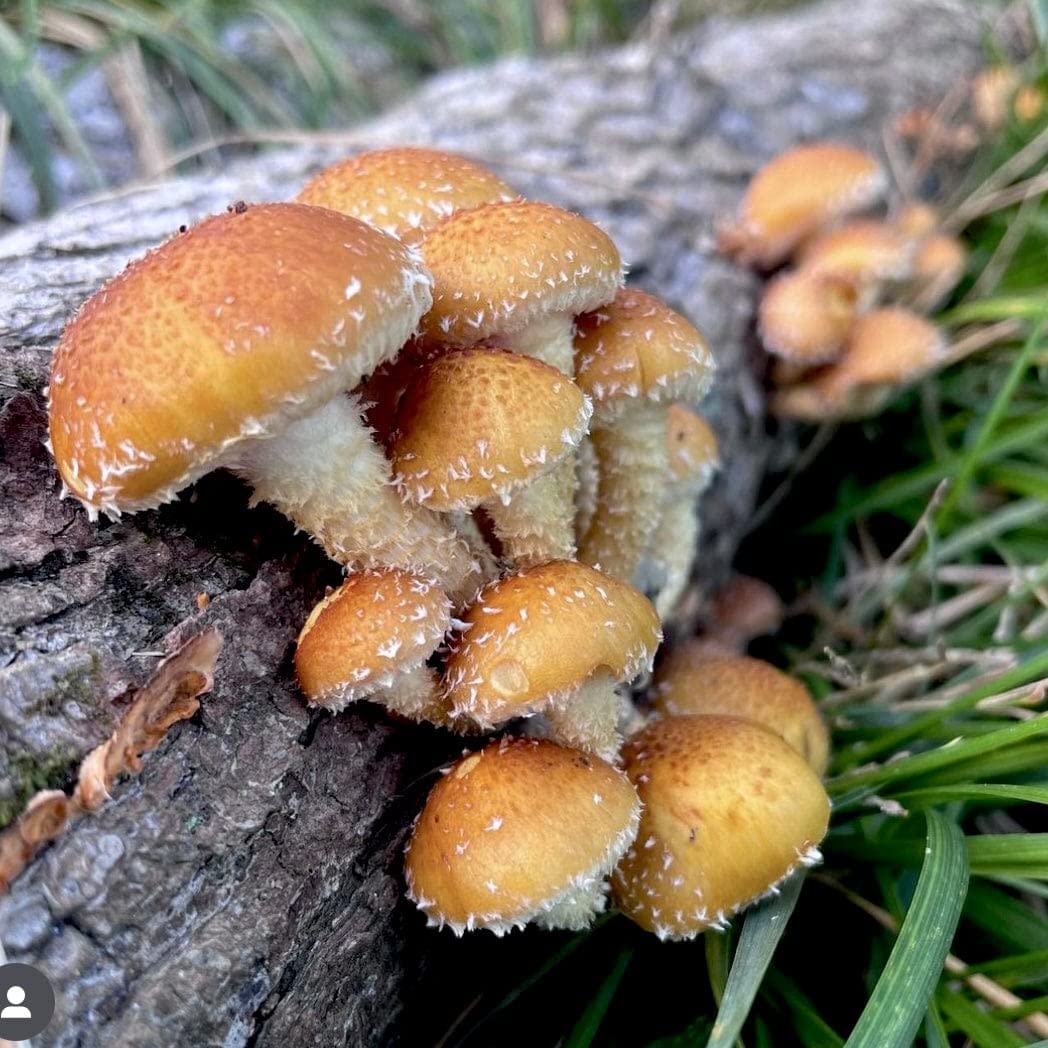 Maine-made North Spore mushroom spawn ensures quality inoculation.