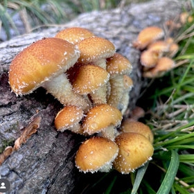 Maine-made North Spore mushroom spawn ensures quality inoculation.