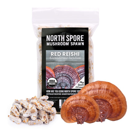 North Spore Reishi plug spawn 100-count pack ready for hardwood log inoculation.