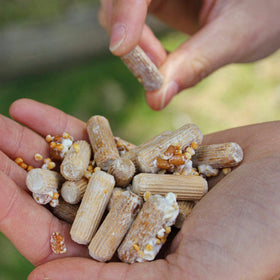 Ideal for brewing teas and tinctures with reishi grown from plugs.