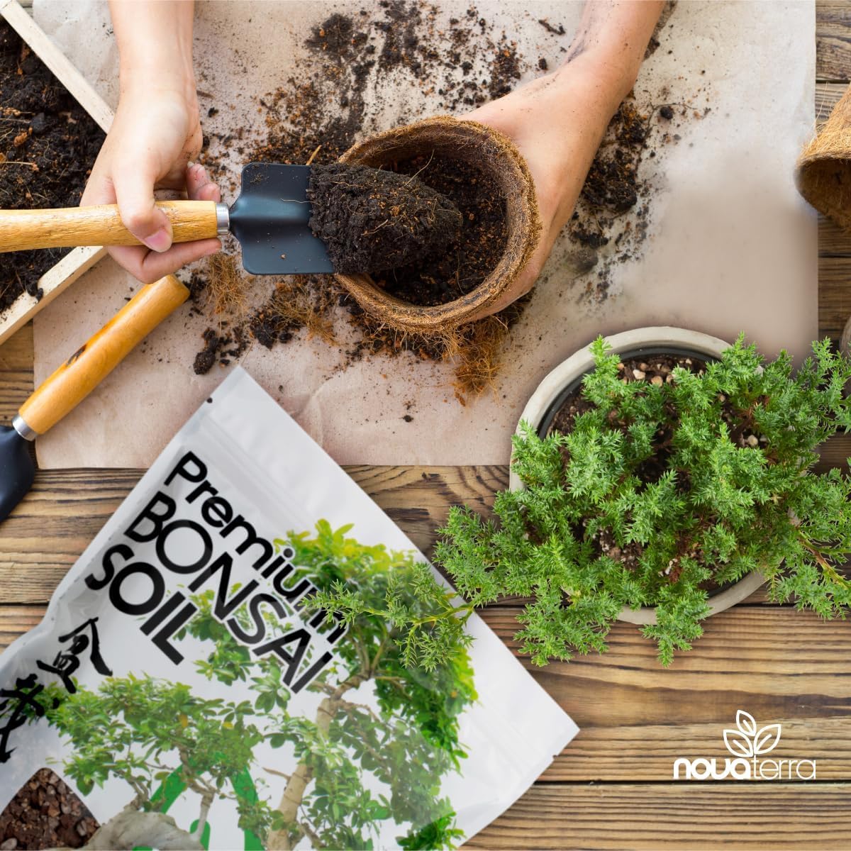 Nova-TERRA lotus seed kit for water bonsai and lotus growth.
