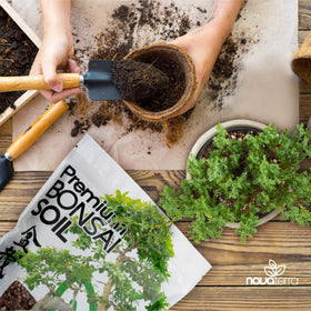 Nova-TERRA lotus seed kit for water bonsai and lotus growth.