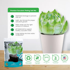 Nova-TERRA succulent soil bag open for quick indoor potting