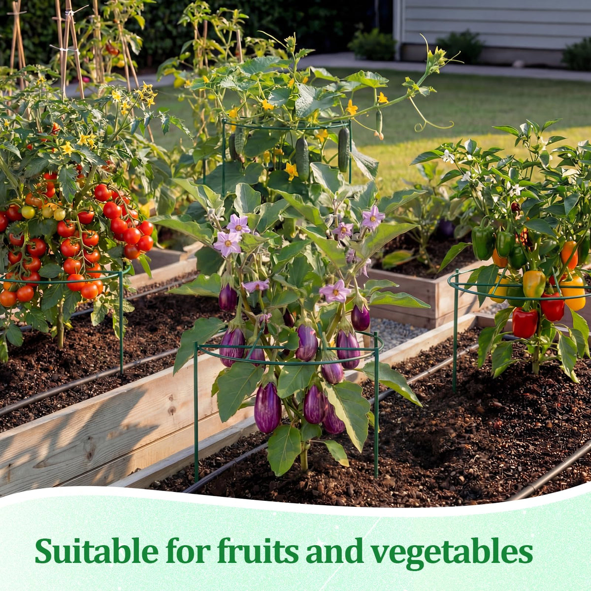 Novabright iron construction delivers durable, weather-ready support for peonies and vines.