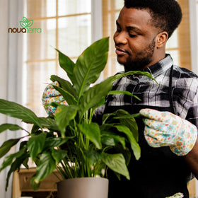 NOVA-TERRA indoor-ready soil for houseplants balances moisture for healthy growth.