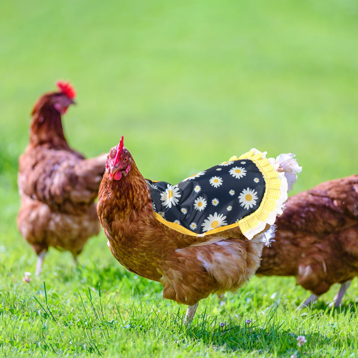 NQEUEPN chicken saddle easy to clean for a healthy coop