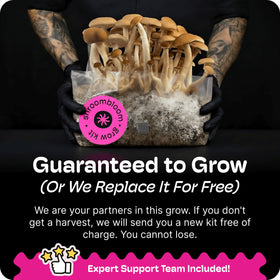NuBlume guaranteed grow replacement policy offers risk-free beginner experience
