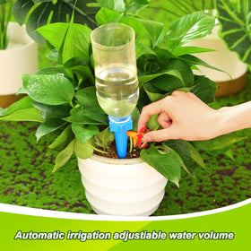 Nuenen blue-green spikes used indoors and outdoors for healthier soil