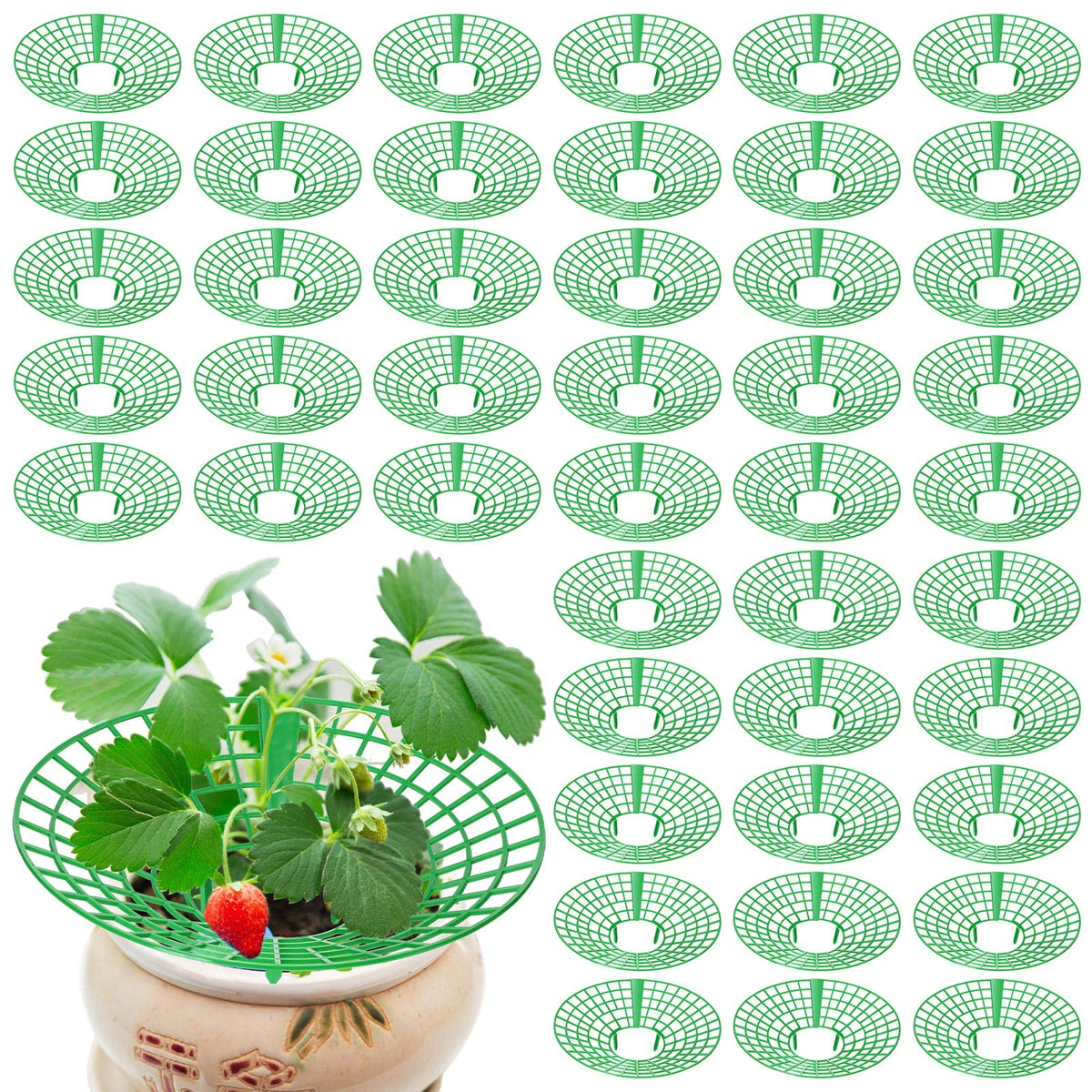Nuenen strawberry supports round base helps keep fruit off soil for cleaner harvest.