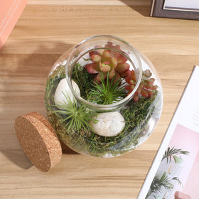 NUOBESTY desktop centerpiece terrarium enhancing home or office space