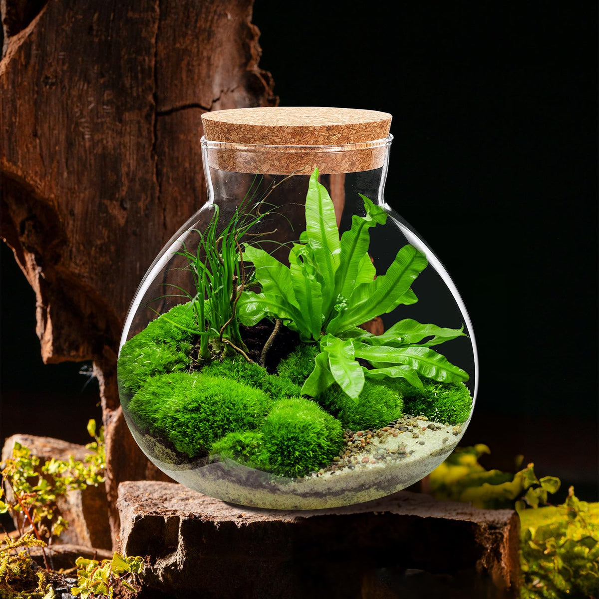 NUOBESTY wide opening Terrarium enabling easy soil and decor setup