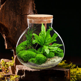 NUOBESTY wide opening Terrarium enabling easy soil and decor setup