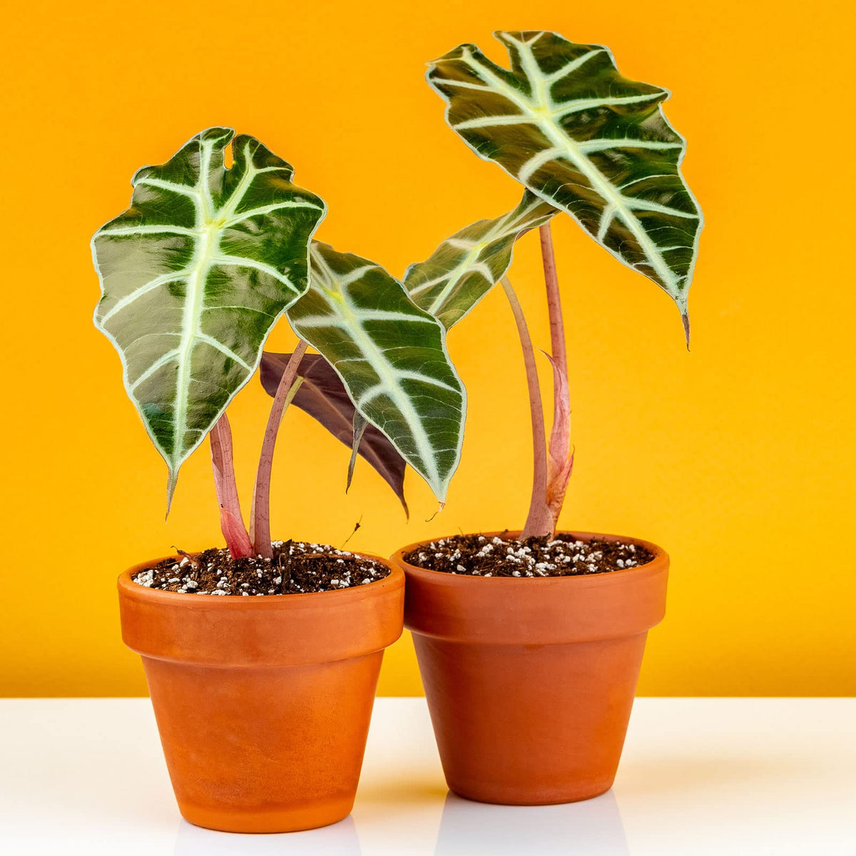 Nuogo small pots for baby shower centerpieces and party decor