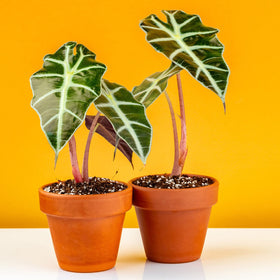 Nuogo small pots for baby shower centerpieces and party decor