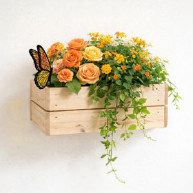 Nuvos AEON Monarch butterfly gift idea for butterfly lovers.