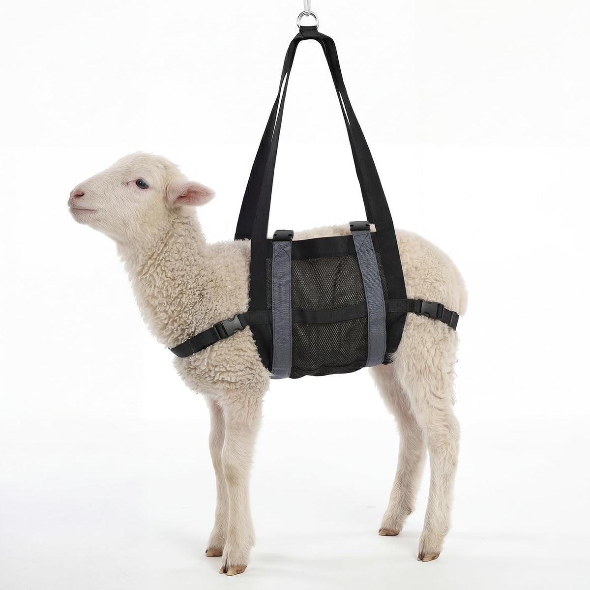 NVAAV calf sling setup highlighting secure leg restraints for safe weighing.
