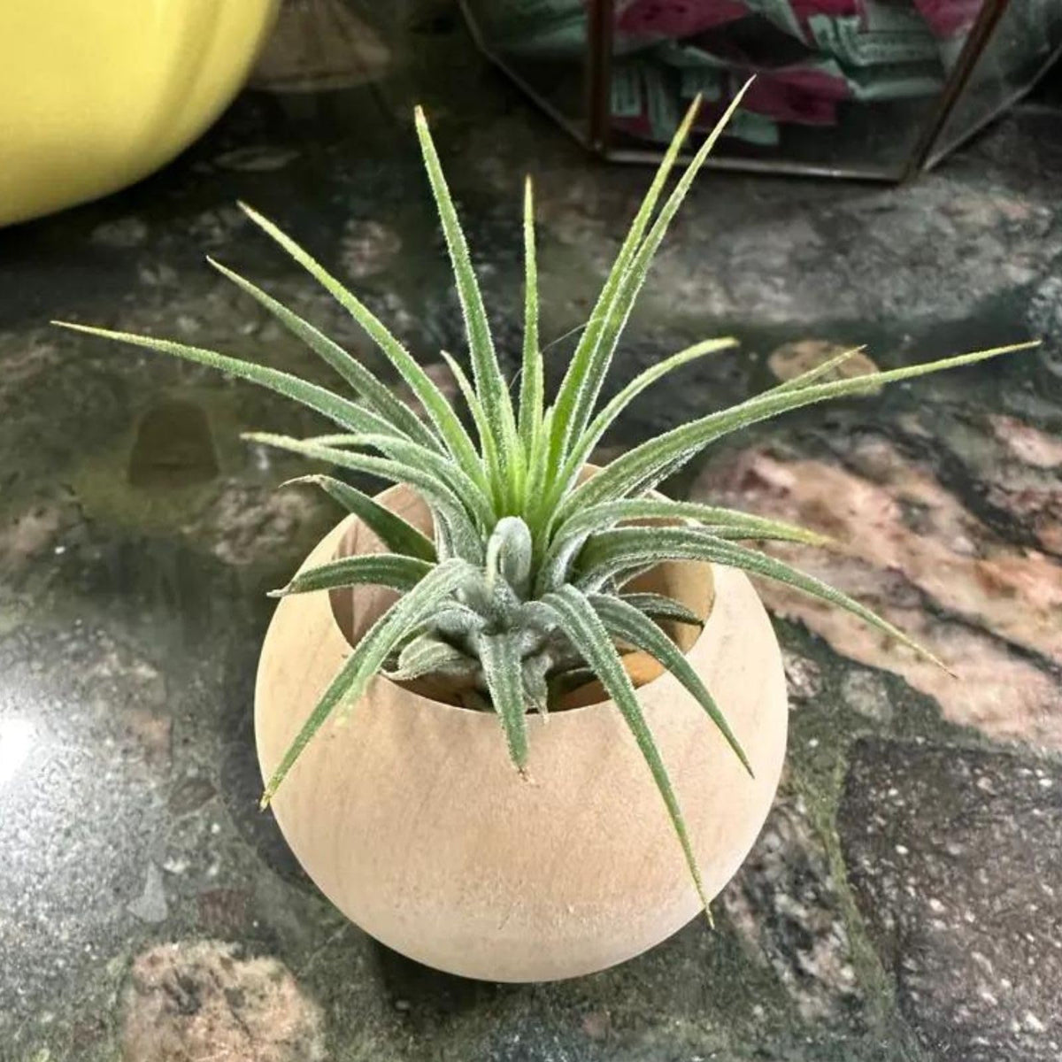 Nwsrayu desk centerpiece wood air plant holder featuring natural Schima superba wood