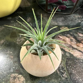 Nwsrayu desk centerpiece wood air plant holder featuring natural Schima superba wood