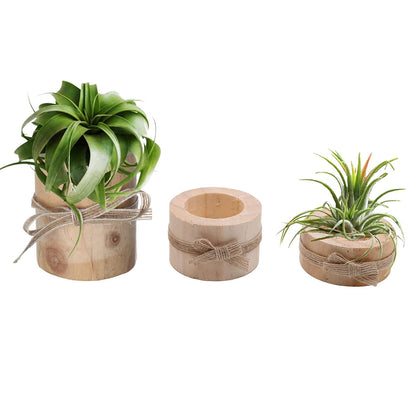 Nwsrayu wooden air plant holder pack three for Tillandsia displays