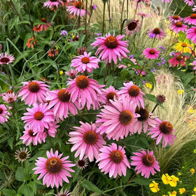 NYGardenia 100 pink echinacea seeds for vibrant pink blooms in sunny borders