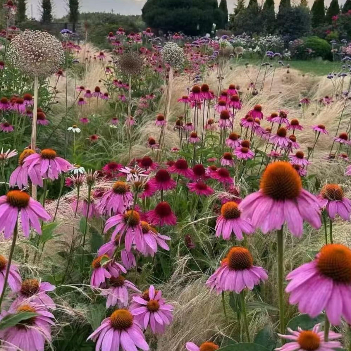 NYGardenia border garden planting idea featuring pink echinacea for color and habitat