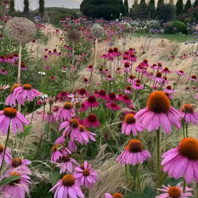 NYGardenia border garden planting idea featuring pink echinacea for color and habitat