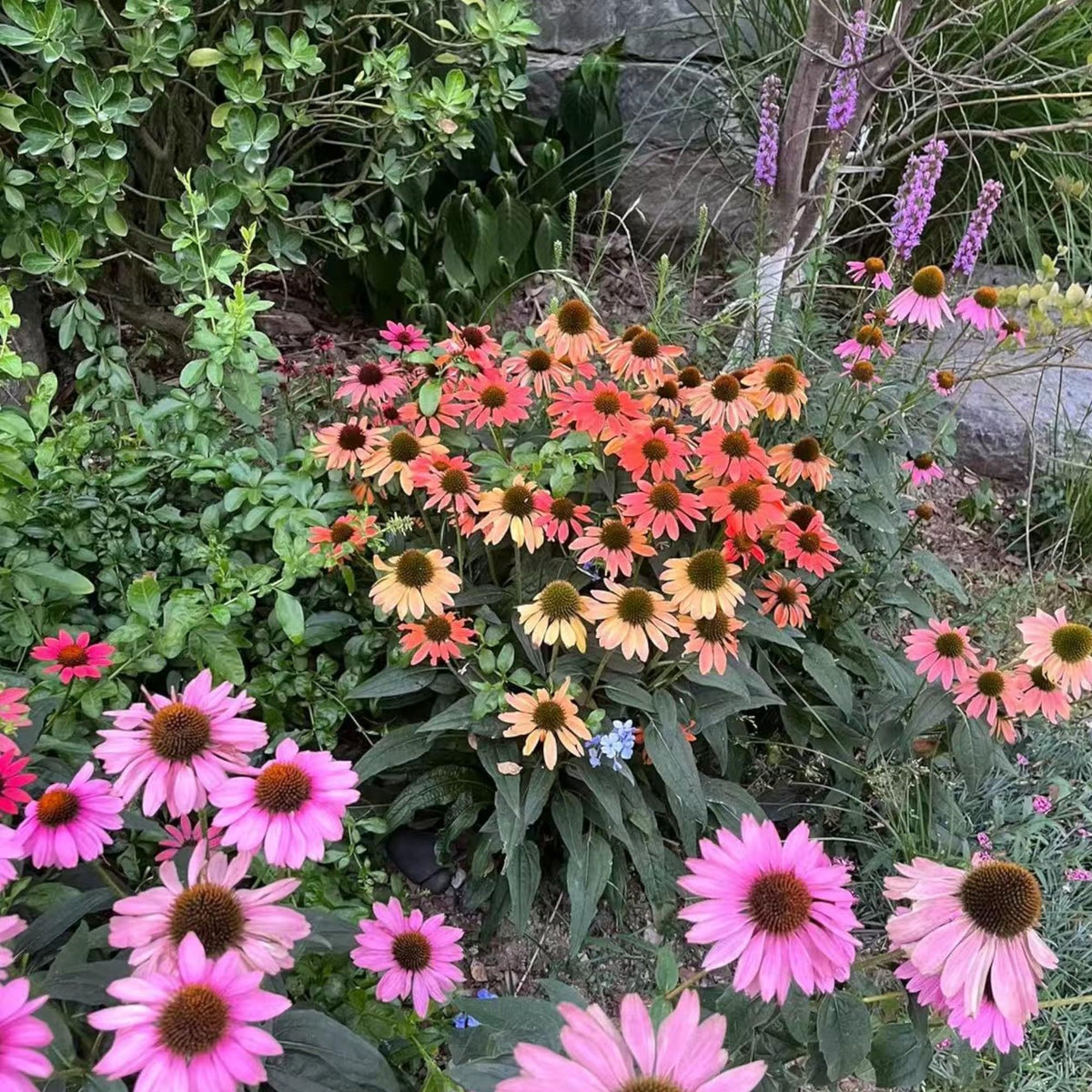 NYGardenia cottage garden display with soft pink coneflowers