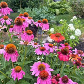 NYGardenia drought-tolerant echinacea thriving in sun and dry soil