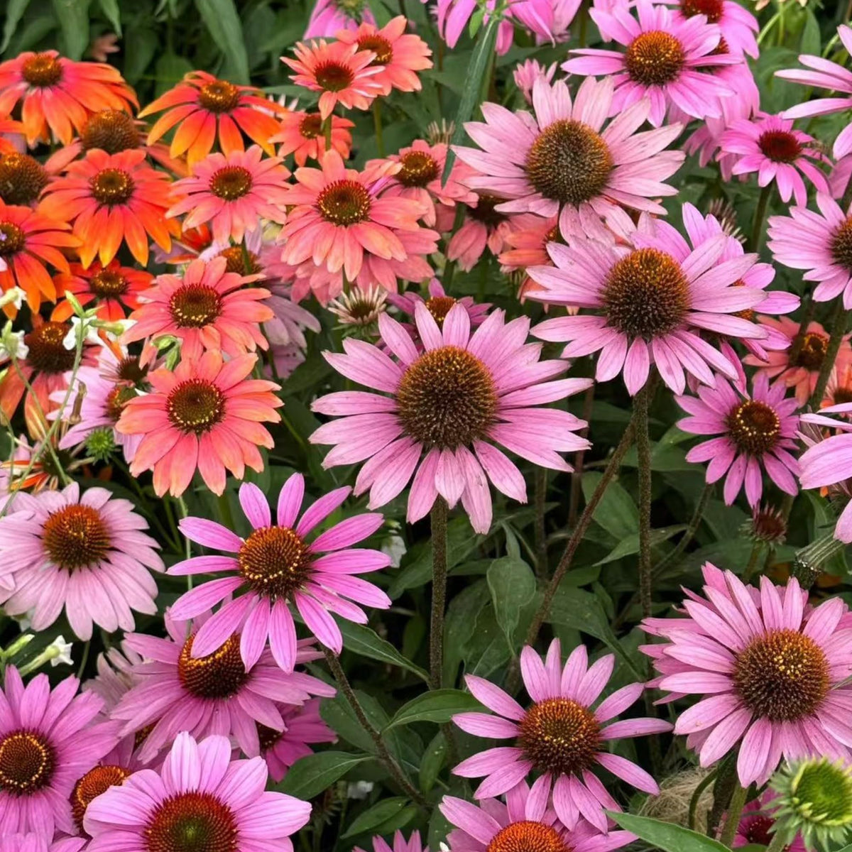 NYGardenia non-GMO heirloom seeds for backyard meadows and organic gardens