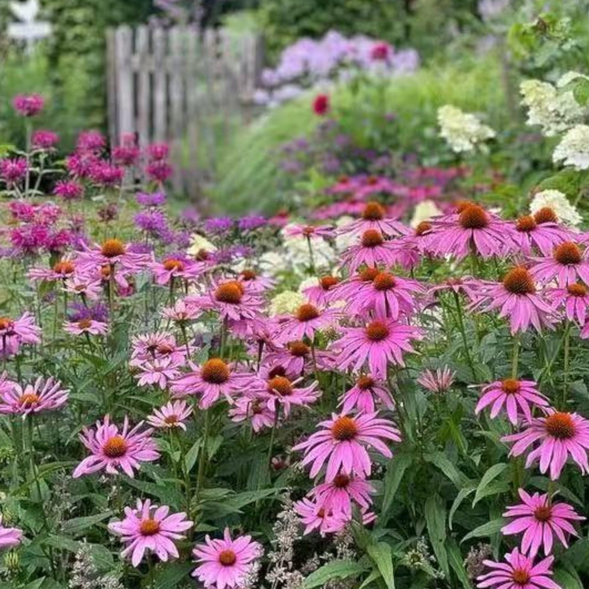 NYGardenia pink echinacea bloom closeup showing cone centers attracting pollinators